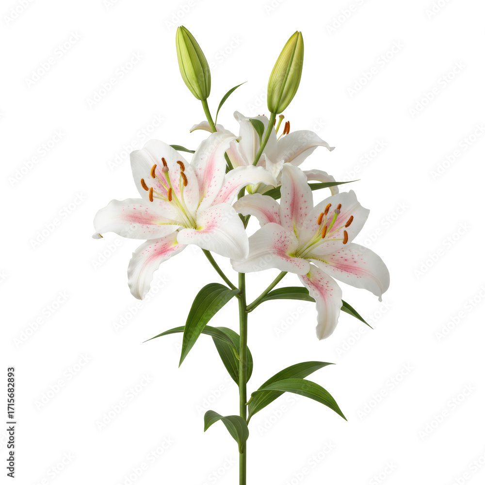 Fototapeta premium Elegant White Lily Flowers with Pink Accents and Green Stems PNG cutout transparent background isolate