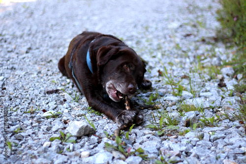 Dog enjoying a stick on a gravel path surrounded by greenery during a sunny day in a natural setting