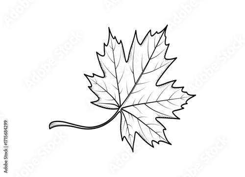 Detailed Maple Leaf Illustration Black and White Botanical Drawing for Coloring Book Design and Educational Purposes