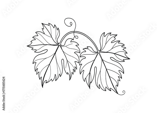 Elegant Grapevine Leaves Illustration for Botanical Designs and Decorative Elements Black and White Drawing