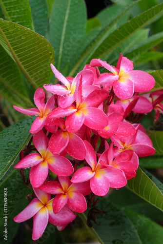 Pink frangipani flowers with water droplets on petals