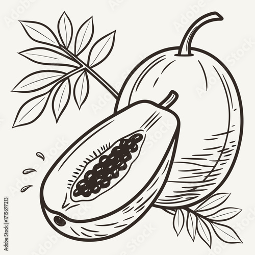 Illustration of a papaya fruit