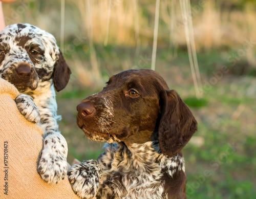 Two puppies, one held in arms, outdoor setting