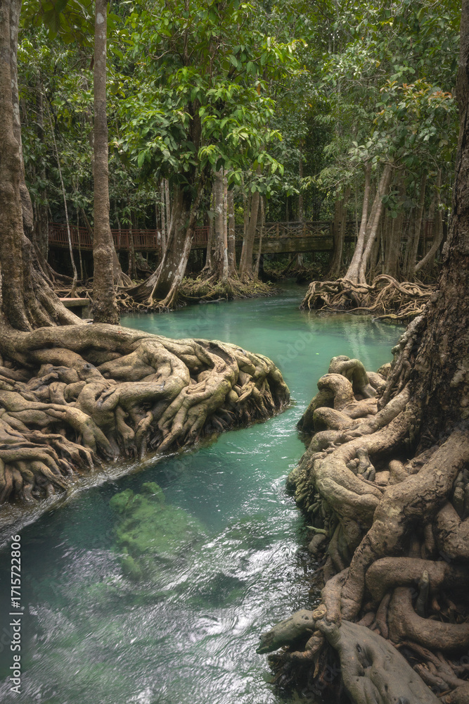 Naklejka premium Scenic view of mangrove trees with exposed roots surrounding the emerald-blue stream at Thapom Klong Song Nam in Krabi Province, Thailand, a unique natural attraction where freshwater meets seawater.