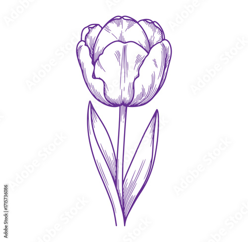 Detailed purple tulip flower illustration with linear drawing style for elegant design