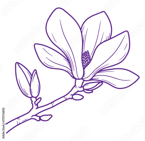 Elegant purple line art magnolia flower blooming on a branch vector illustration