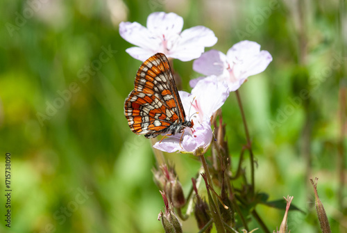 orange, white, and black moth or butterfly landing on wild flowers.