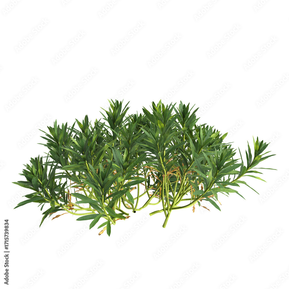 Fototapeta premium 3d illustration of bush Hosta rainforest sunrise isolated on transparent background