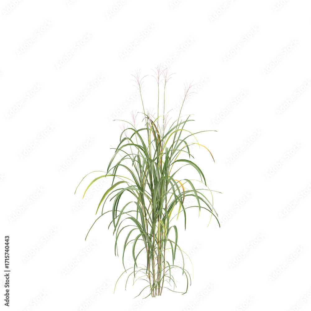 Fototapeta premium 3d illustration of bush Miscanthus floridulus isolated on transparent background