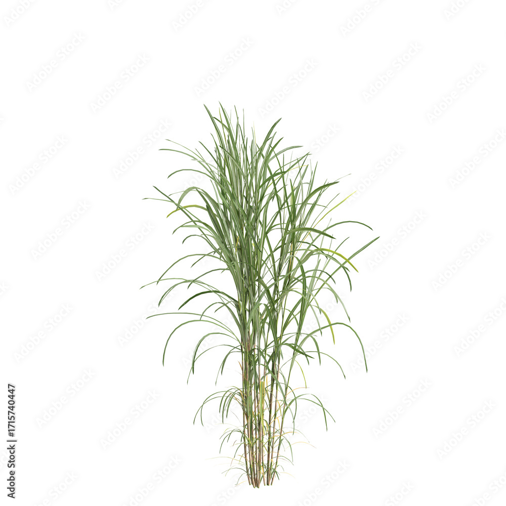 Fototapeta premium 3d illustration of bush Miscanthus floridulus isolated on transparent background