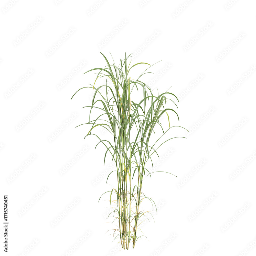 Fototapeta premium 3d illustration of bush Miscanthus floridulus isolated on transparent background