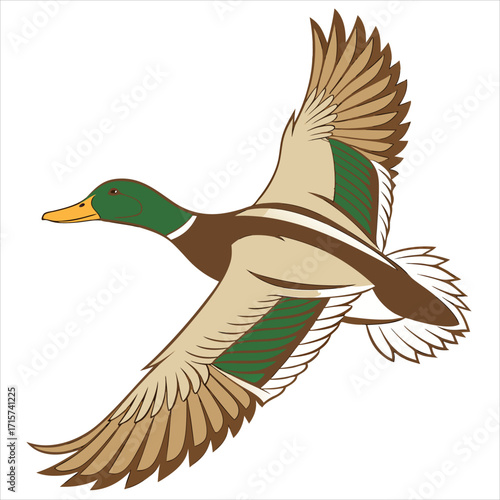 Wild duck flying
