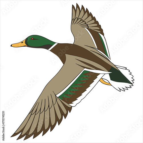 Wild duck flying
