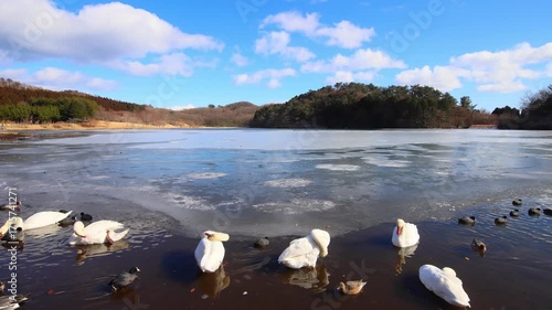 凍った冬の湖と白鳥（大分県別府市志高湖）