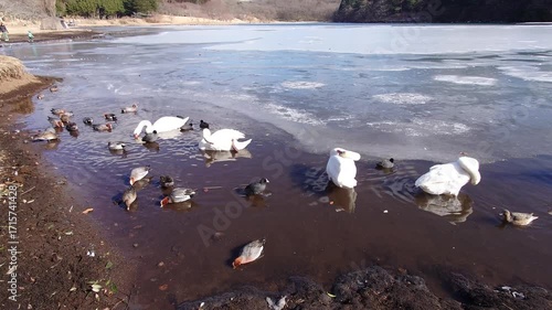 凍った冬の湖と白鳥（大分県別府市志高湖）