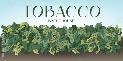 Tobacco Garden Plant. Background Vector illustration