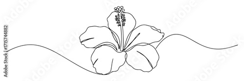 hibiscus flower with visible pistil monoline vector art