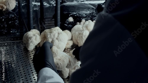 Hands in gloves hold and examine a textured Lion’s Mane mushroom before placing it with others on a metal rack. The camera tracks the careful inspection in an indoor growing space.