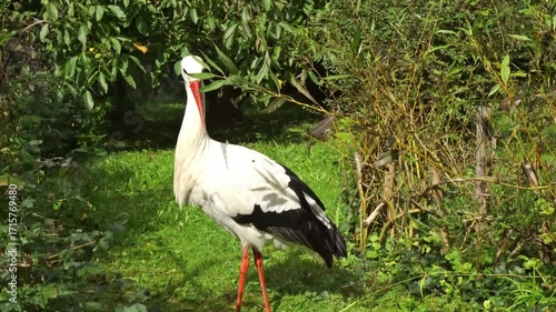 Stork closeup with white shiny feathers on green grass