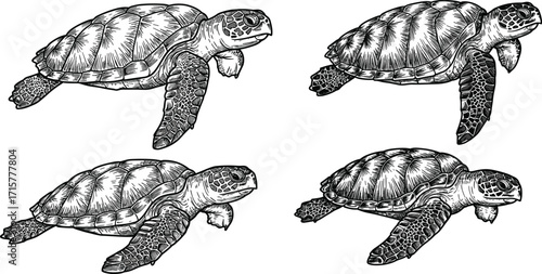 Sea turtle illustration set, black and white drawings, swimming poses, marine reptile anatomy, ocean wildlife artwork, shell texture design