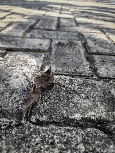 Lonely leaf rests on silent stone path