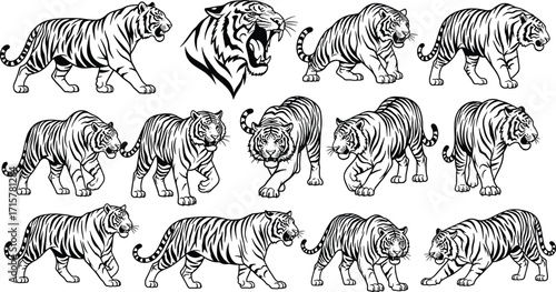 Tiger illustration set, black and white silhouette, roaring tiger head, walking tiger poses, wild animal design, jungle predator art