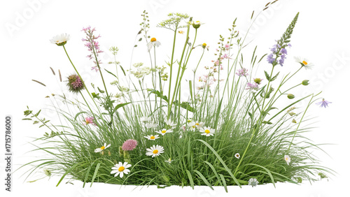 Wildflower meadow plants and grasses isolated on transparent background