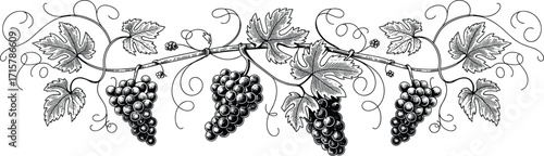 Vintage grapevine illustration with detailed grape bunches and leaves, hand-drawn botanical art, vineyard design, natural fruit, black and white decoration.
