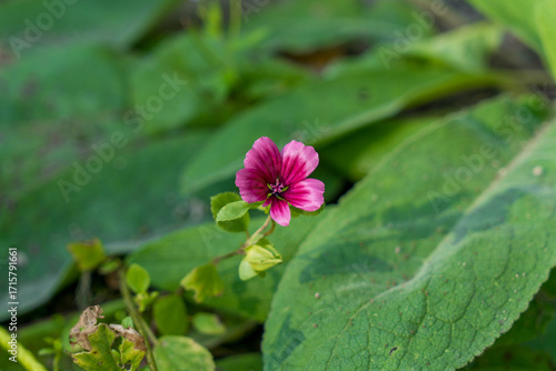 Flower Malope trifida with green leaves