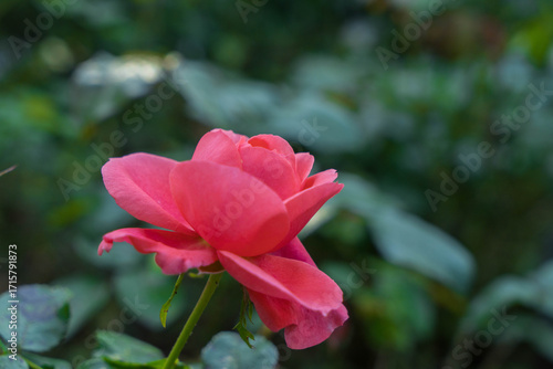 Red rose flower with green leaves