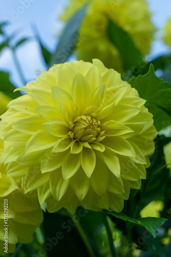 Floewer yellow dahlia called as american sun