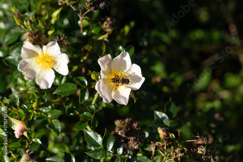 Field rose white corymbifera with bee