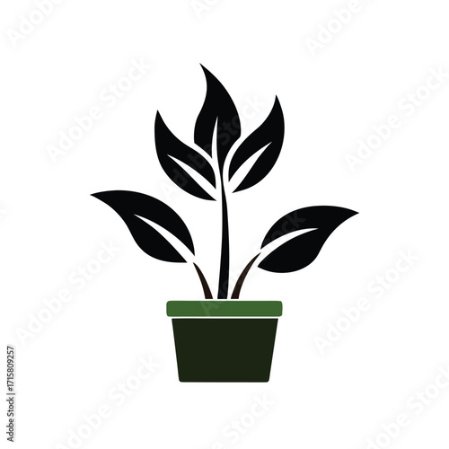 green plant in a pot