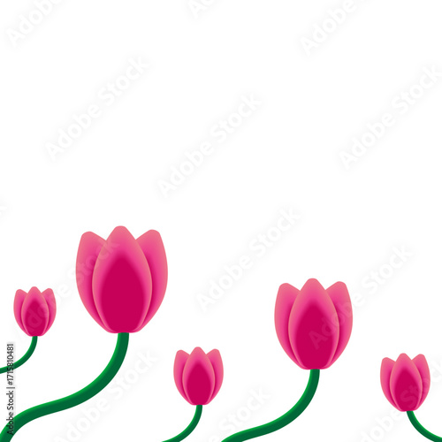 tulip 2