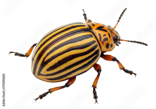 Принти на полотні Isolated Colorado potato beetle close-up, striped pattern, pest of potatoes and