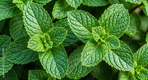 Lush cluster of fresh green mint leaves, glistening with water droplets, symbolizing natural freshness, vitality and healthy growth.