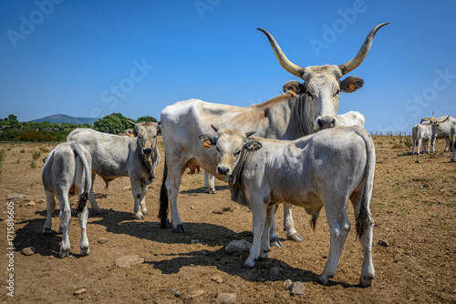 Vacca maremmana