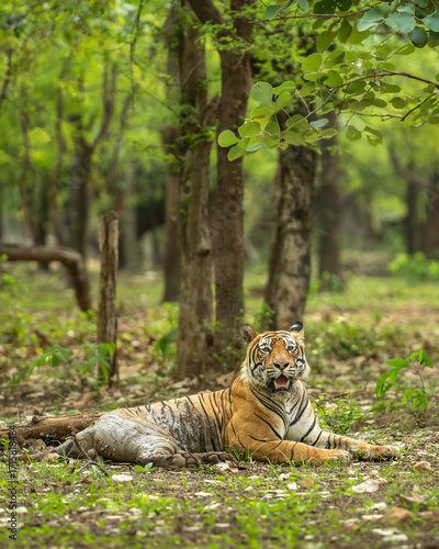 Showstopper wild dominant indian male tiger or panthera tigris sitting in natural green background in monsoon season jungle safari at Ranthambore National Park Forest Reserve Rajasthan India