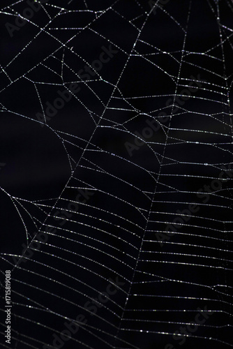 Spooky spiderweb spider web with water droplets close up background