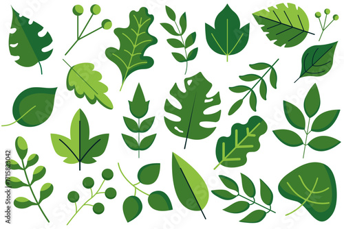 Green leaves big vector collection - Set of graphical elements with various leaf designs in different shapes and sizes.