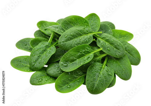 Isolated pile of fresh baby spinach leaves with water droplets for commercial use