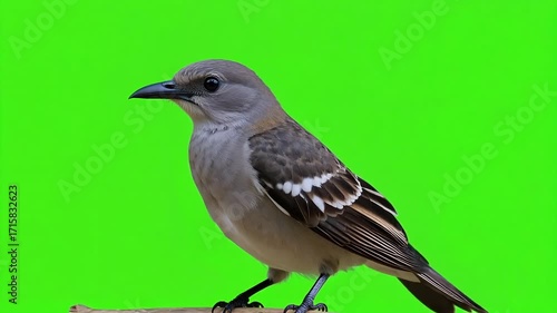 Captivating close-up of a detailed mockingbird perched on a branch against a vibrant green screen background, ready for dynamic compositing.