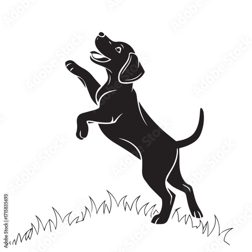 A playful black labrador retriever leaps joyfully through the grass, its energy and enthusiasm radiating from its every move isolated on white background