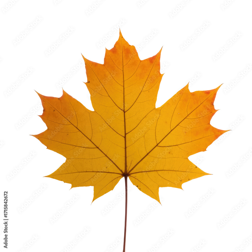 Fototapeta premium A single, vibrant yellow maple leaf isolated on a transparent background, showcasing its intricate vein structure. background removed