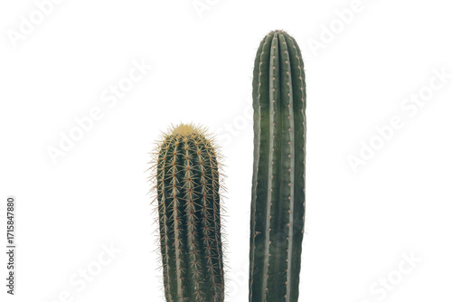 Two cacti, one tall and slender, the other shorter and rounder, stand against a transparent background. background removed