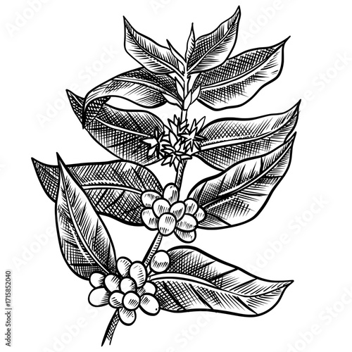 Hand-drawn coffee plant branch with beans and leaves in vintage engraving style.