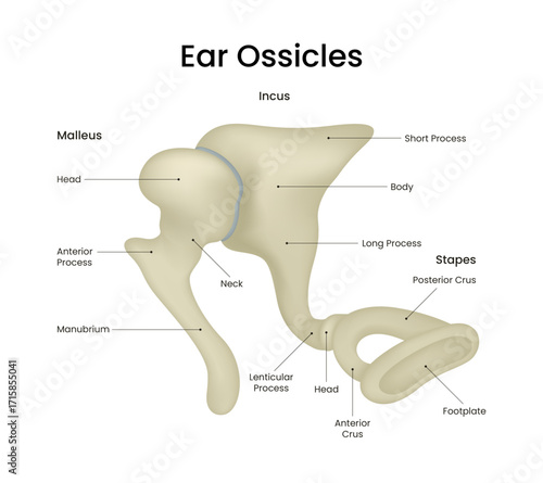 Anatomy of Ear Ossicles Malleus Incus and Stapes