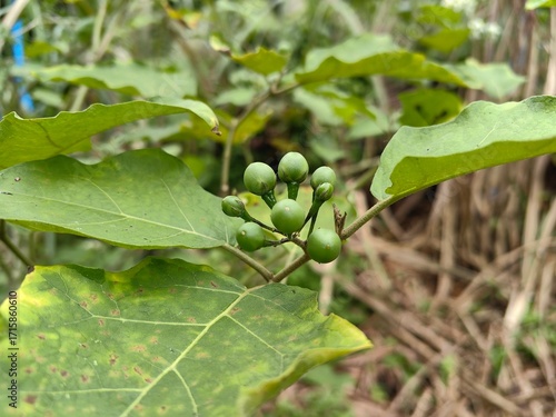 Close-up of fresh terung pipit, also known as turkey berry or pea eggplant, a small green fruit used in Asian cooking