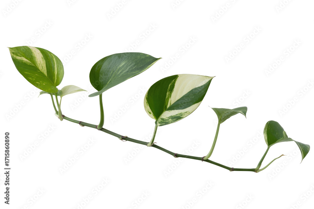 Fototapeta premium A sprig of variegated Satin Pothos with five leaves, isolated on a transparent background. background removed