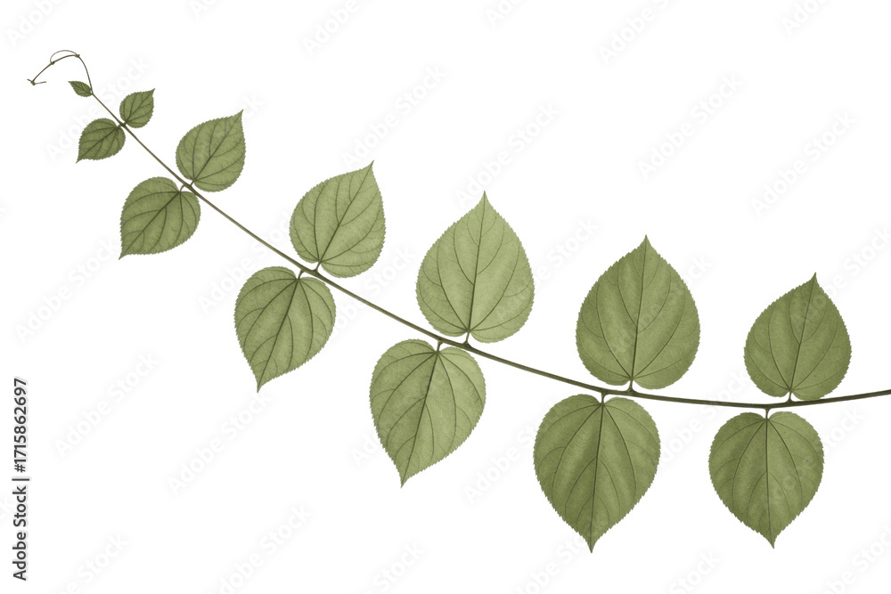 Fototapeta premium A branch with several olive-green leaves on a dark transparent background, isolated, transparent png. background removed
